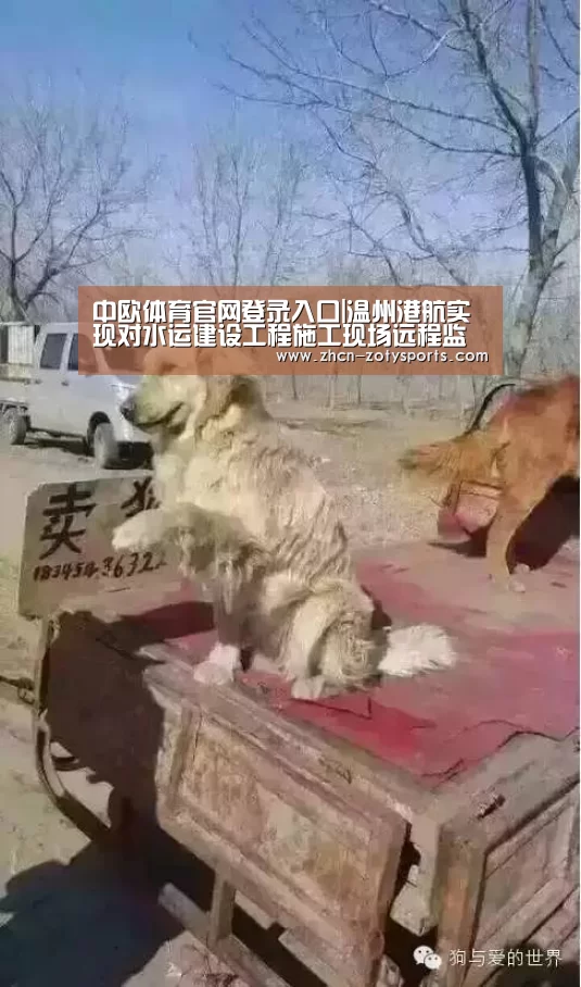 中欧体育官网登录入口|温州港航实现对水运建设工程施工现场远程监控(图4) 中欧体育官网登录入口